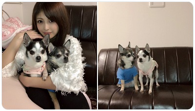 ゆづか姫(新藤加菜)はNPO団体で保護犬のボランティア活動
